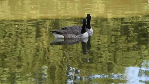 Canada geese Stock Footage 132595113