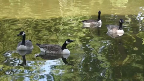 Canada geese Stock Footage 132903103