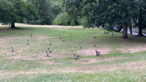 Canada Geese Stock Footage 136561527