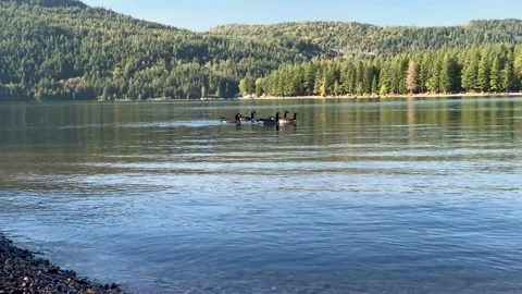 Canada Geese Stock Footage 140158644