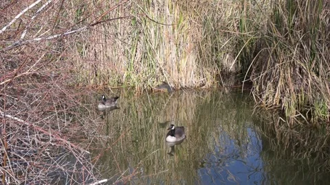 Canada Geese Stockbeeldmateriaal 262106755