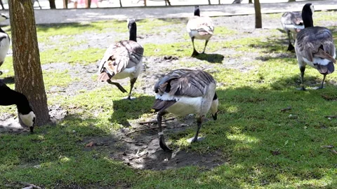Canada Geese Foraging on Grass Stock Footage 293229963
