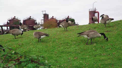 Canada Geese Foraging on Green Grass Near Industrial Factory Structures Video stock 342207392
