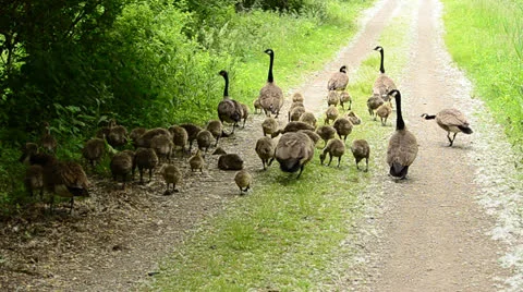 Canada Geese Goslings Stock Footage 25403519
