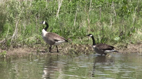 Canada Geese with gosslings. Stock Footage 67323080