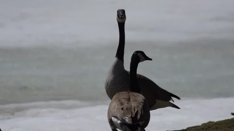 Canada geese on grass with snow springtime Stock-Footage 106582612