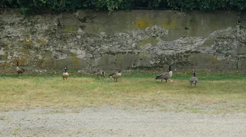 Canada Geese Grazing Stock Footage 53456958