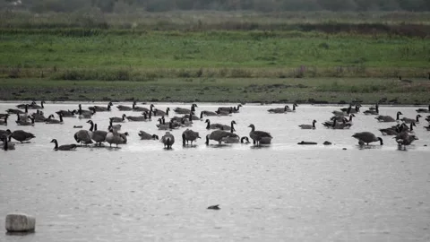 Canada Geese on Lake Stock-Footage 282742480