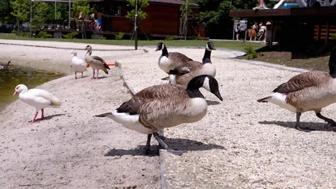 Canada Geese by the Lake 스톡 동영상 293179747