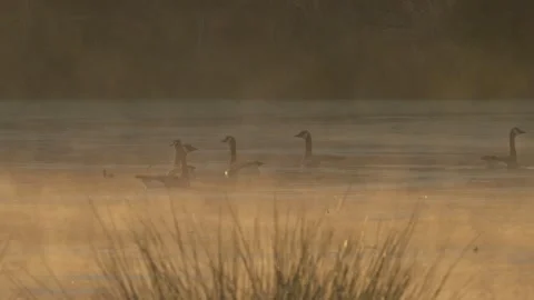 Canada Geese lining up for take off Stock Footage 270375623