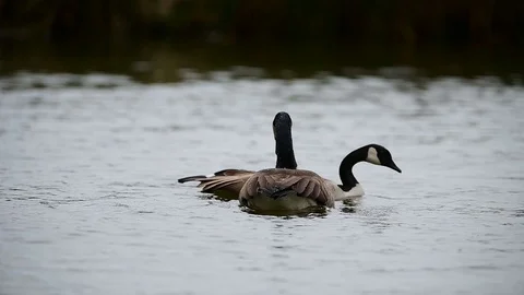 Canada Geese mating and bathing in slow motion Video stock 125446055