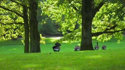 Canada geese in a meadow under the trees Stock Footage 252131034