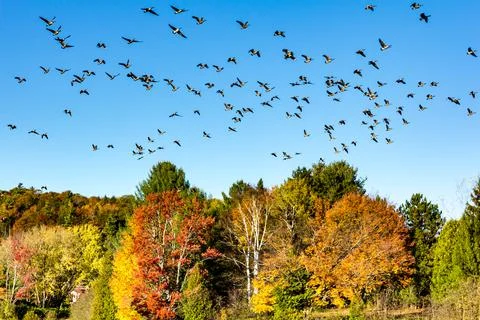 Canada geese migration Stock Photos