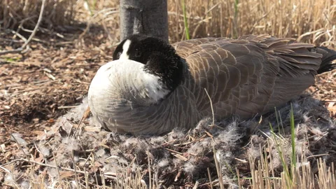 Canada geese nest in the spring 库存影片 153050791