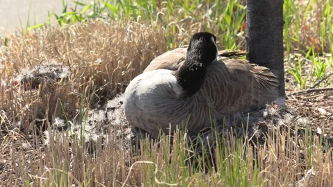 Canada geese nest in the spring Video stock 153055417