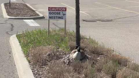 Canada geese nest in the spring Video stock 153056012
