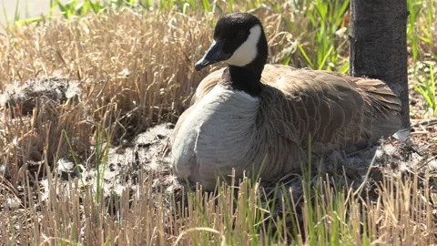 Canada geese nest in the spring Stock-Footage 153056727