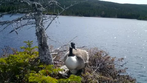 Canada Geese Nesting Video stock 282038919