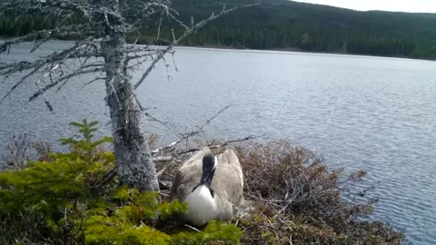Canada Geese Nesting Stock Footage 282038922