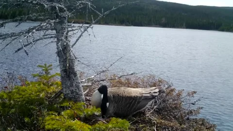 Canada Geese Nesting Video stock 282038925