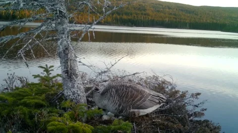 Canada Geese Nesting Video stock 282038930
