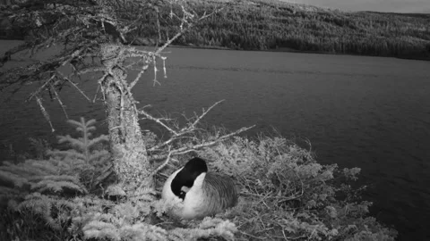 Canada Geese Nesting Stock Footage 282039788