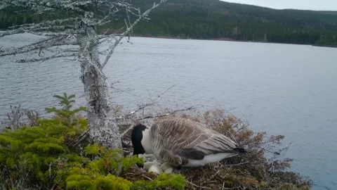 Canada Geese Nesting Video stock 282039836