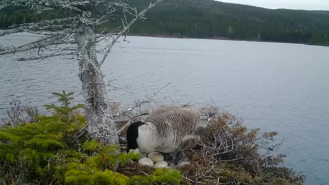 Canada Geese Nesting Video stock 282039839