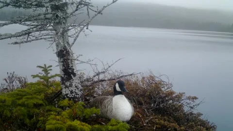Canada Geese Nesting Video stock 282039840