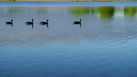 Canada Geese paddle to right Stock Footage 132424442