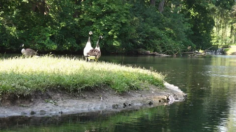 Canada Geese Pair Making Territorial Calls Stock Footage 280262720