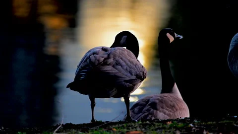 Canada geese pair resting in sunset with vivid light, 4k Stock Footage 263674619