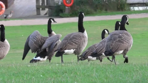 Canada Geese in Park Stock Footage 271098456