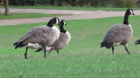 Canada Geese in Park Stock Footage 271098457