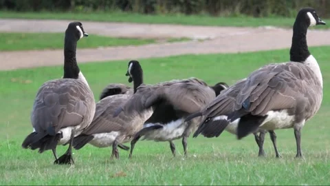 Canada Geese in Park Stock Footage 271099051