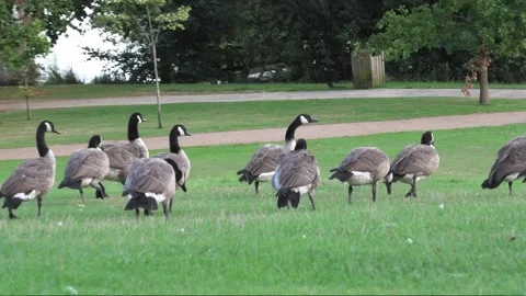 Canada Geese in Park Stock Footage 271099057