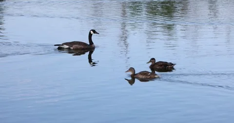 Canada Geese Passing Mallard Ducks on a Lake Surface in Slow Motion Stock Footage 246730239