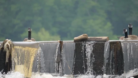 Canada geese peer over a dam 4K Видео 107786371