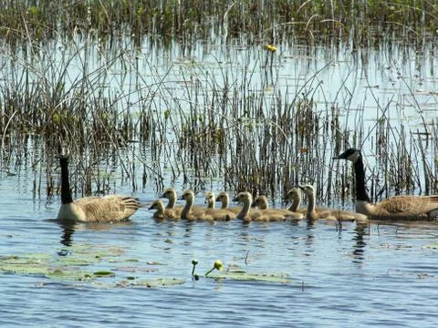 Canada geese Stock Photos