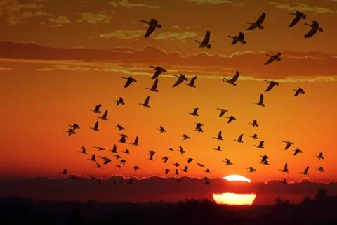 Canada geese Stock Photos