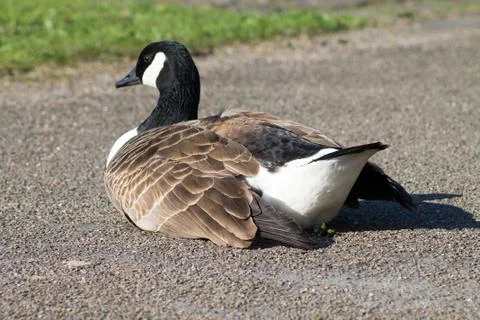 Canada Geese Foto stock