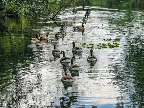 Canada Geese Stock Photos