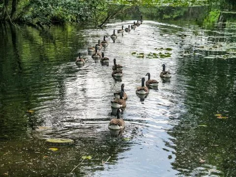 Canada Geese Фото