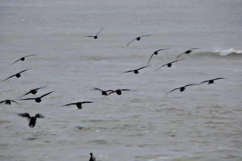 Canada Geese Stock-Fotos