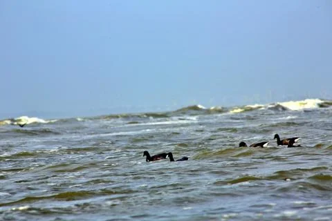 Canada Geese Stock-Fotos