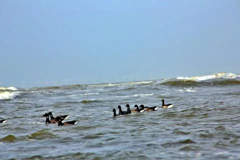 Canada Geese Fotos Stock