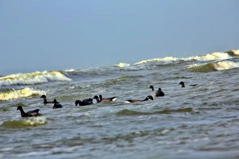 Canada Geese Stock-Fotos