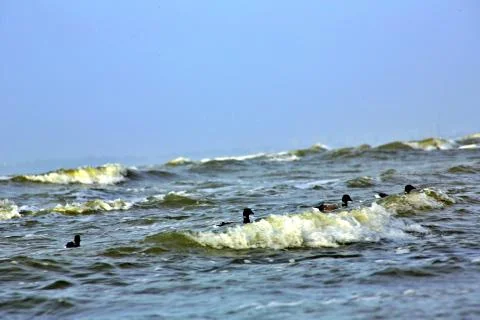 Canada Geese Stock Photos