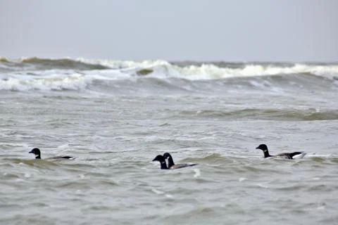 Canada Geese Stock Photos
