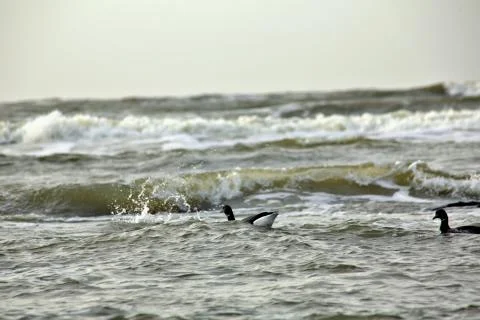 Canada Geese Stock-Fotos